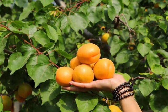 表哥在陕西大荔和村民们一起投了五十亩地，种植大黄杏，希望带领